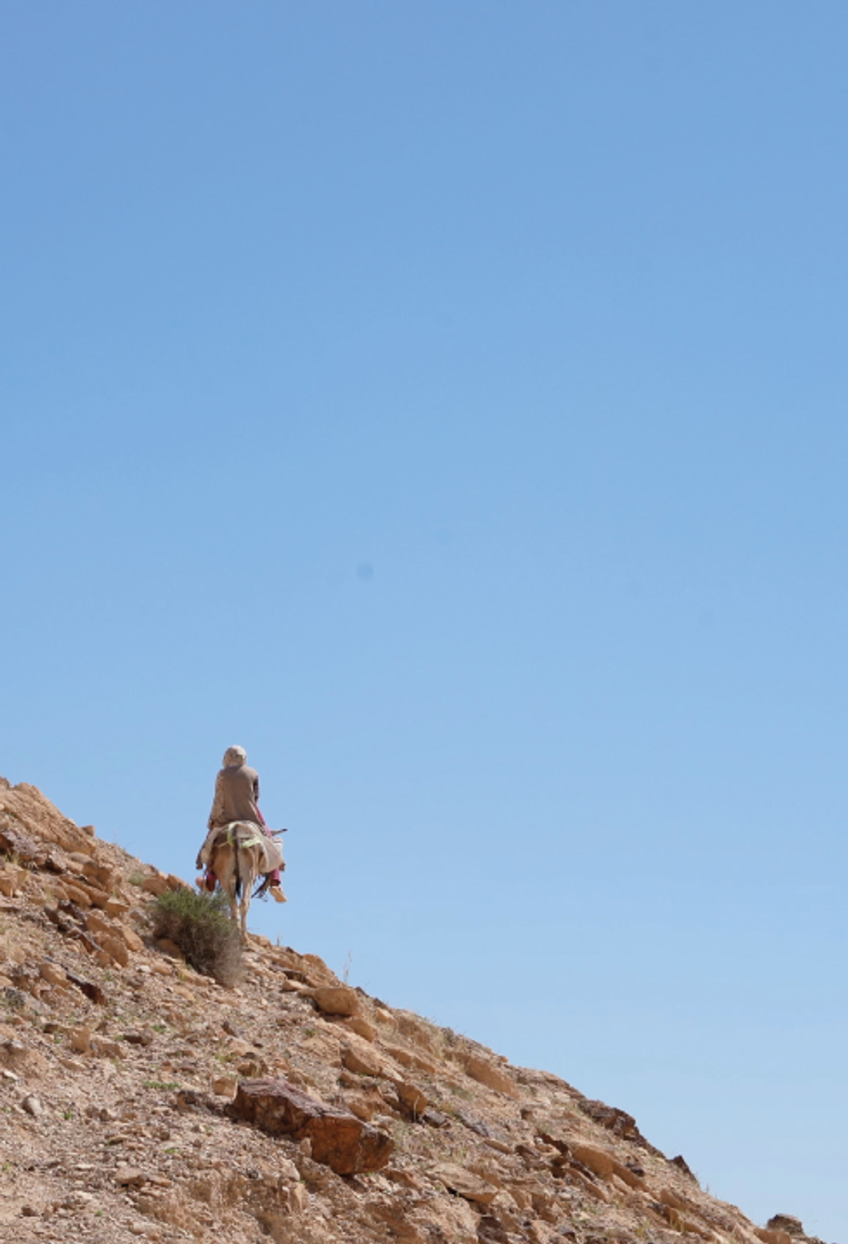 Capture d’écran du film La Rose de Jéricho d’Aurélia Zahedi. © Aurélia Zahedi