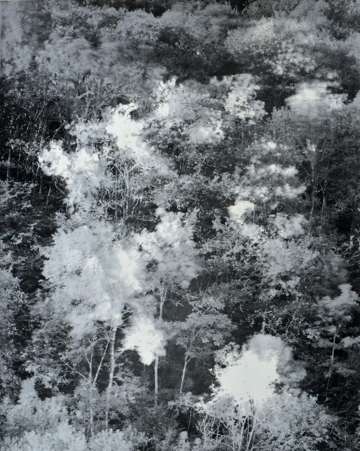 Alexandra Catière, Forêt, Pyrénée 2019.
© Alexandra Catière