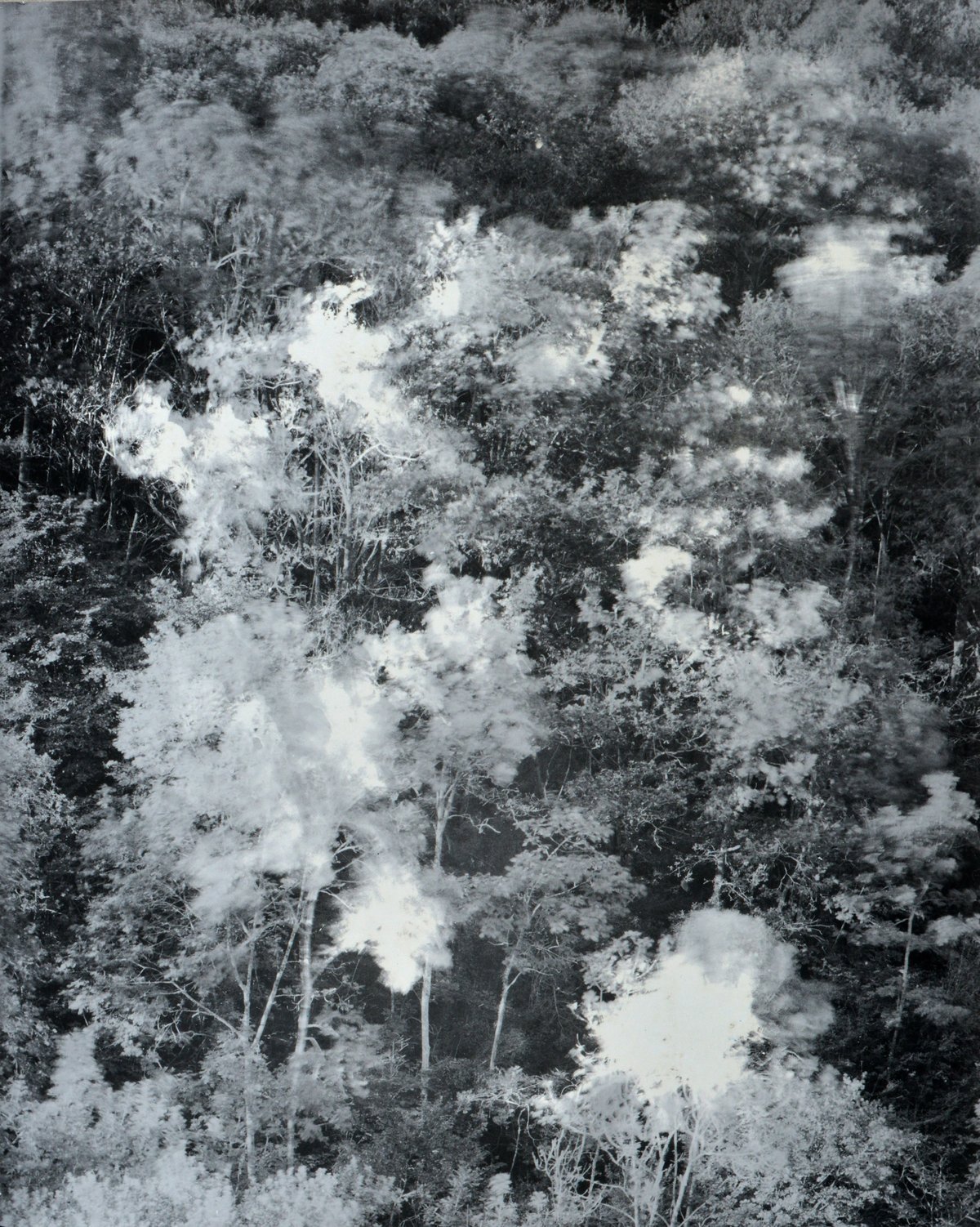 Alexandra Catière, Forêt, Pyrénée 2019.
© Alexandra Catière
