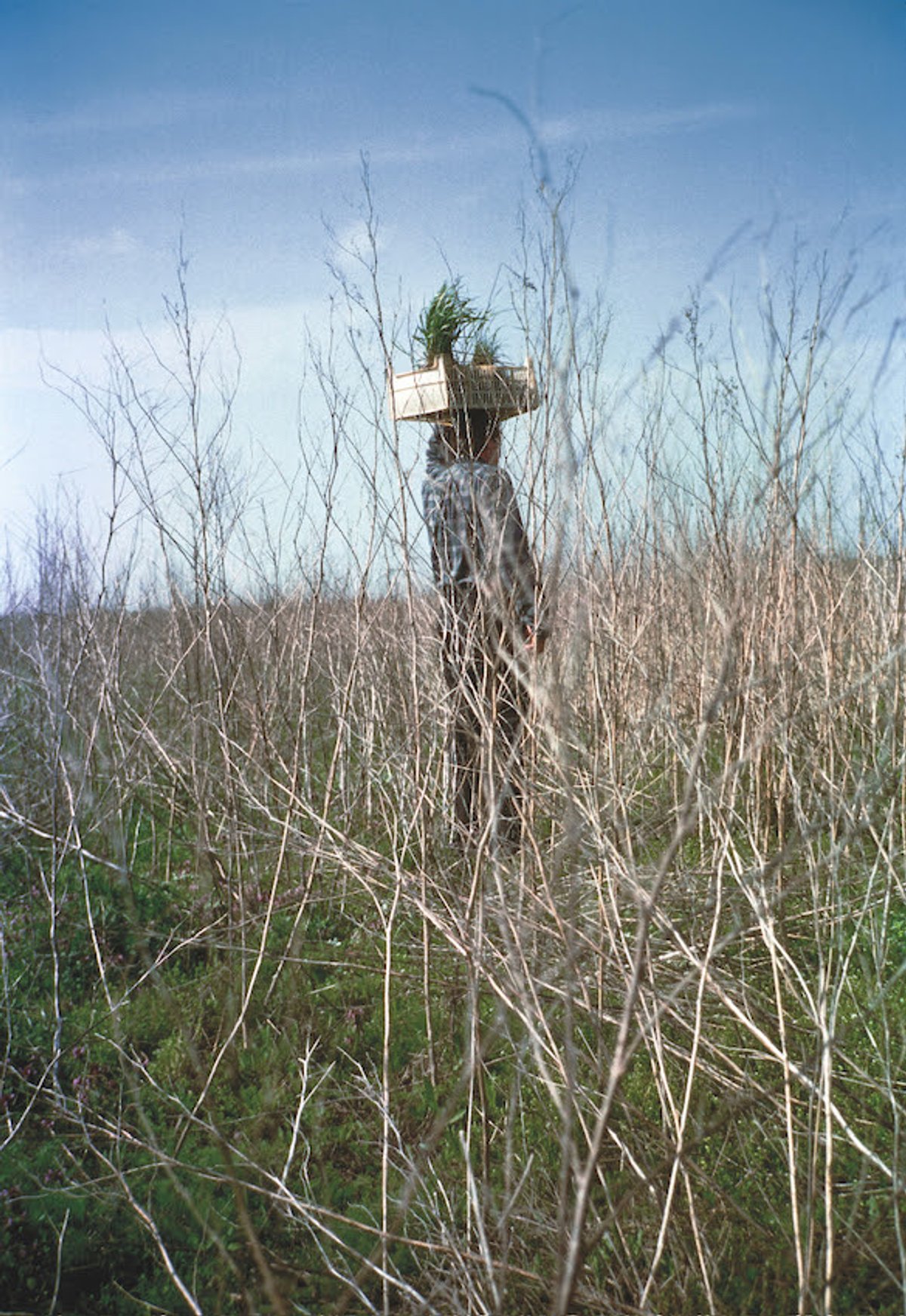 Lois Weinberger, Area external, 1996, photographie, 100 x 70 cm. Courtesy Salle Principale