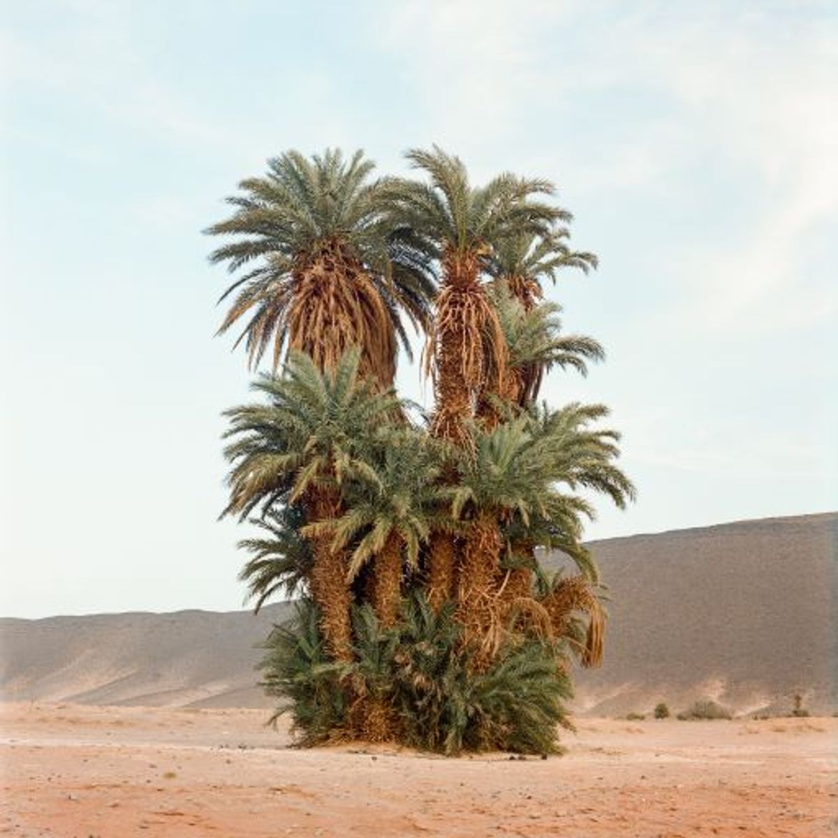 M’hammed Kilito, Grappe de palmiers, oasis de Tanseest, 2021, photographie. © M’hammed Kilito|VII Agency