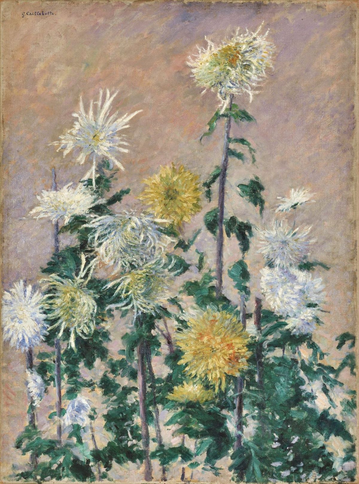 Gustave Caillebotte, Chrysanthèmes blancs et jaunes, 1893, huile sur toile, collection particulière. © Rebecca Fanuele