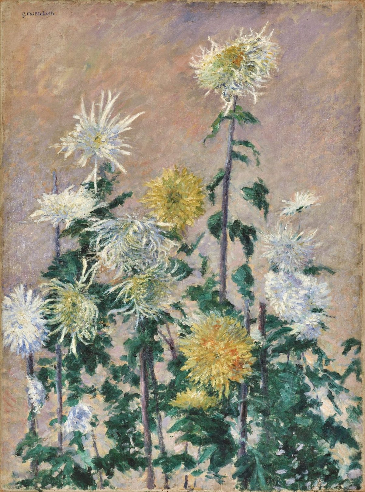 Gustave Caillebotte, Chrysanthèmes blancs et jaunes, 1893, huile sur toile, collection particulière. © Rebecca Fanuele