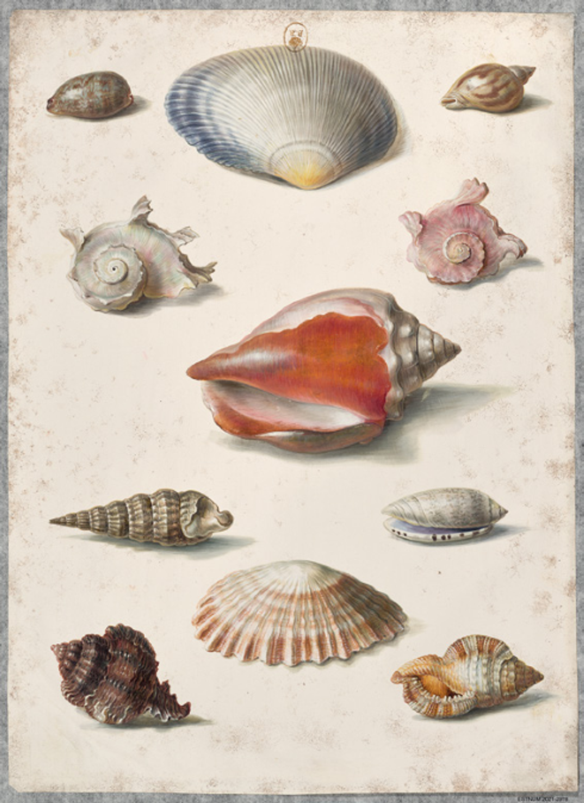 Émile Bounieu, Coquillages, XVIIIe siècle, plume et gouache sur parchemin. © Bibliothèque nationale de France, département des Estampes et de la Photographie