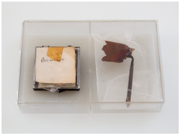 Beatrice Bonino, Funny and Fun, 2024, silicone, plastique, papier, bakélite, tissus et gomme. Courtesy de l’artiste et d’Ermes Ermes. Photo Piercarlo Quecchia – DSL Studio