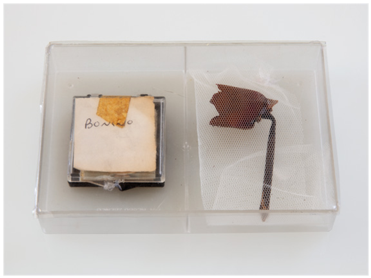 Beatrice Bonino, Funny and Fun, 2024, silicone, plastique, papier, bakélite, tissus et gomme. Courtesy de l’artiste et d’Ermes Ermes. Photo Piercarlo Quecchia – DSL Studio