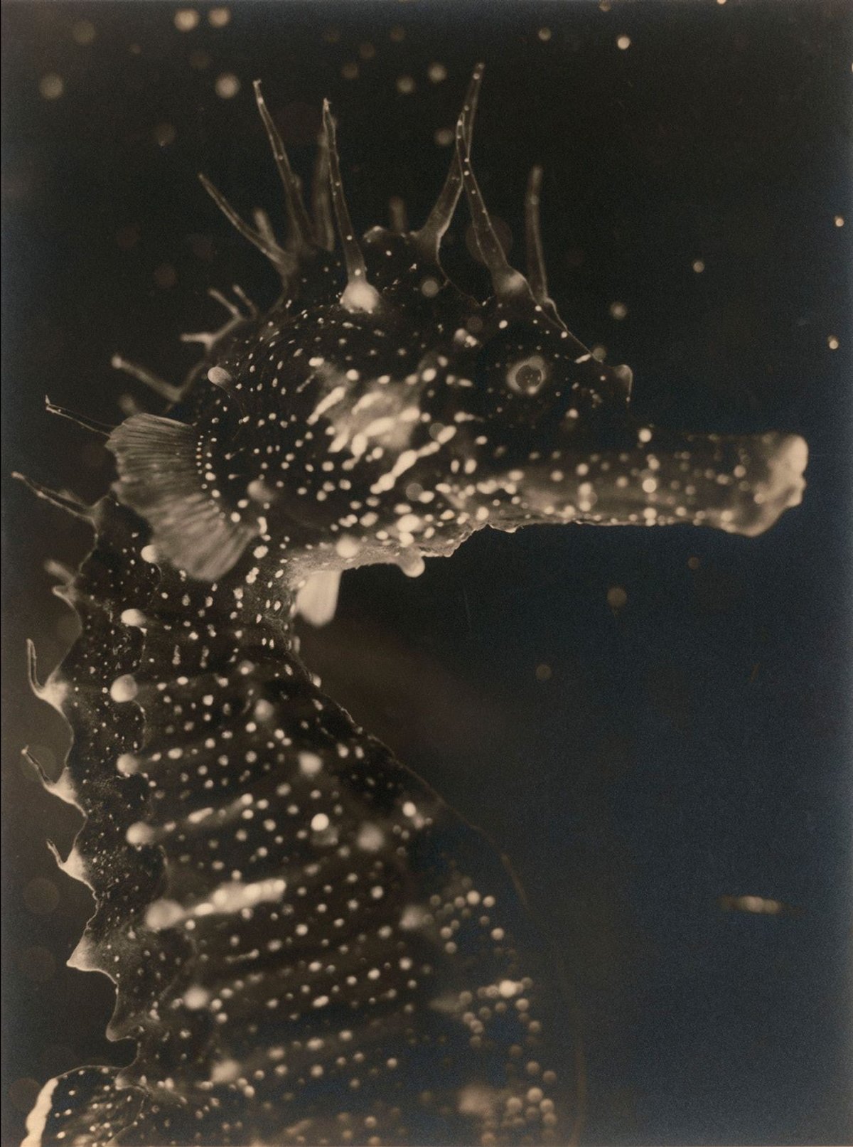 Jean Painlevé, Buste d’hippocampe, vers 1931, épreuve gélatino-argentique. © Les Documents cinématographiques/ Archives Jean Painlevé