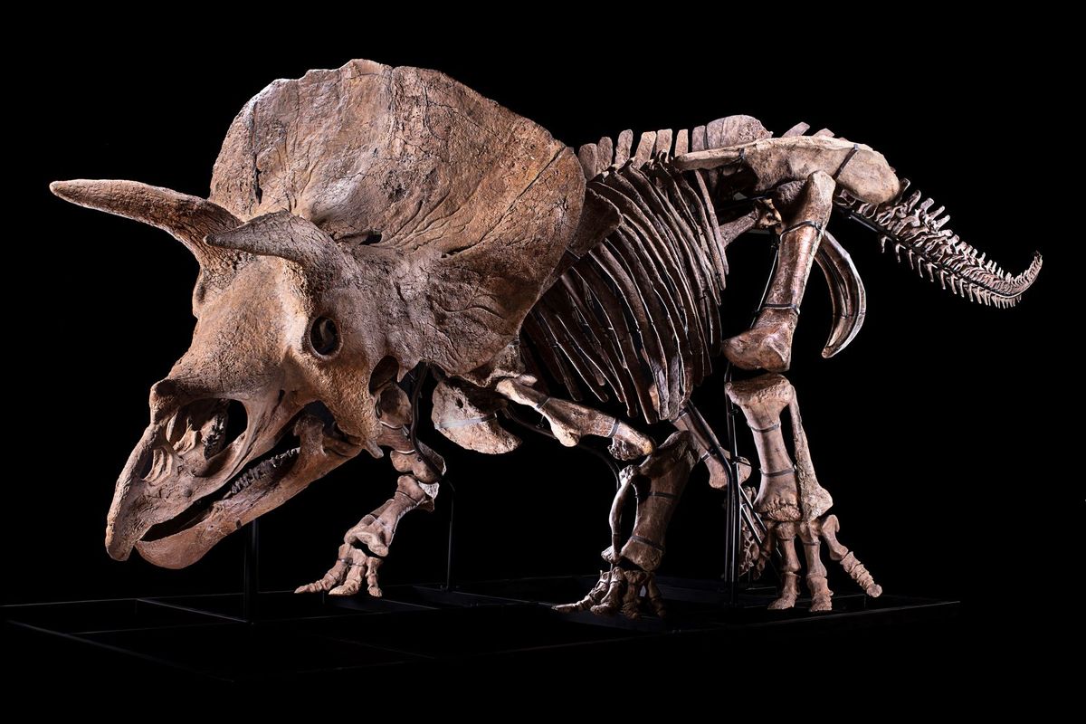 Big John, triceratops horridus. © Binoche et Giquello