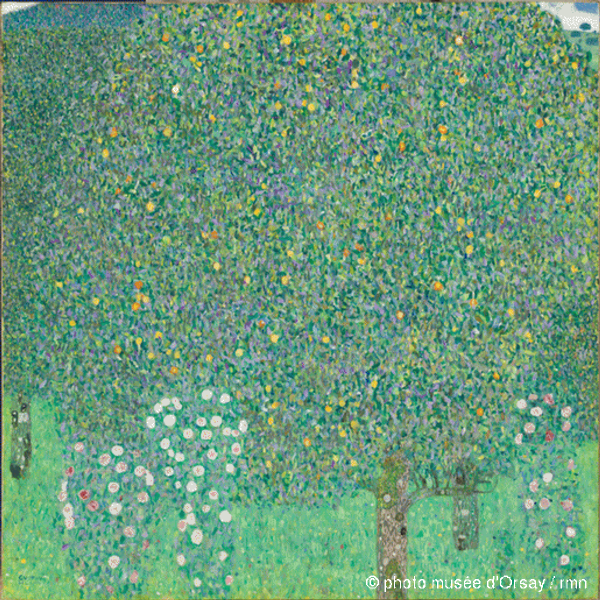 Gustav Klimt, Rosiers sous les arbres, vers 1905, huile sur toile, 110,2 x 110,2 cm. © RMN-Grand Palais - Musée d’Orsay / Patrice Schmidt