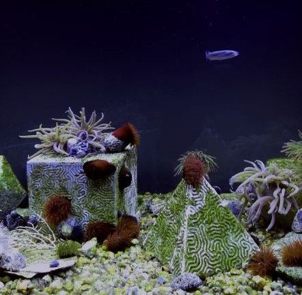 Polyèdres en béton écologique à  l’aquarium de Trégastel. © Jérémy Gobé