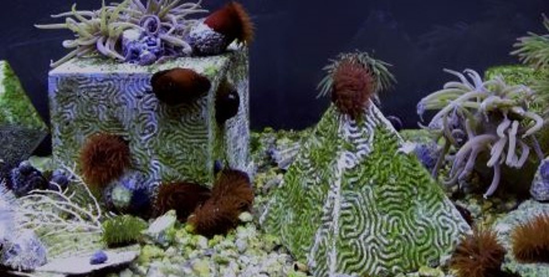 Polyèdres en béton écologique à  l’aquarium de Trégastel. © Jérémy Gobé