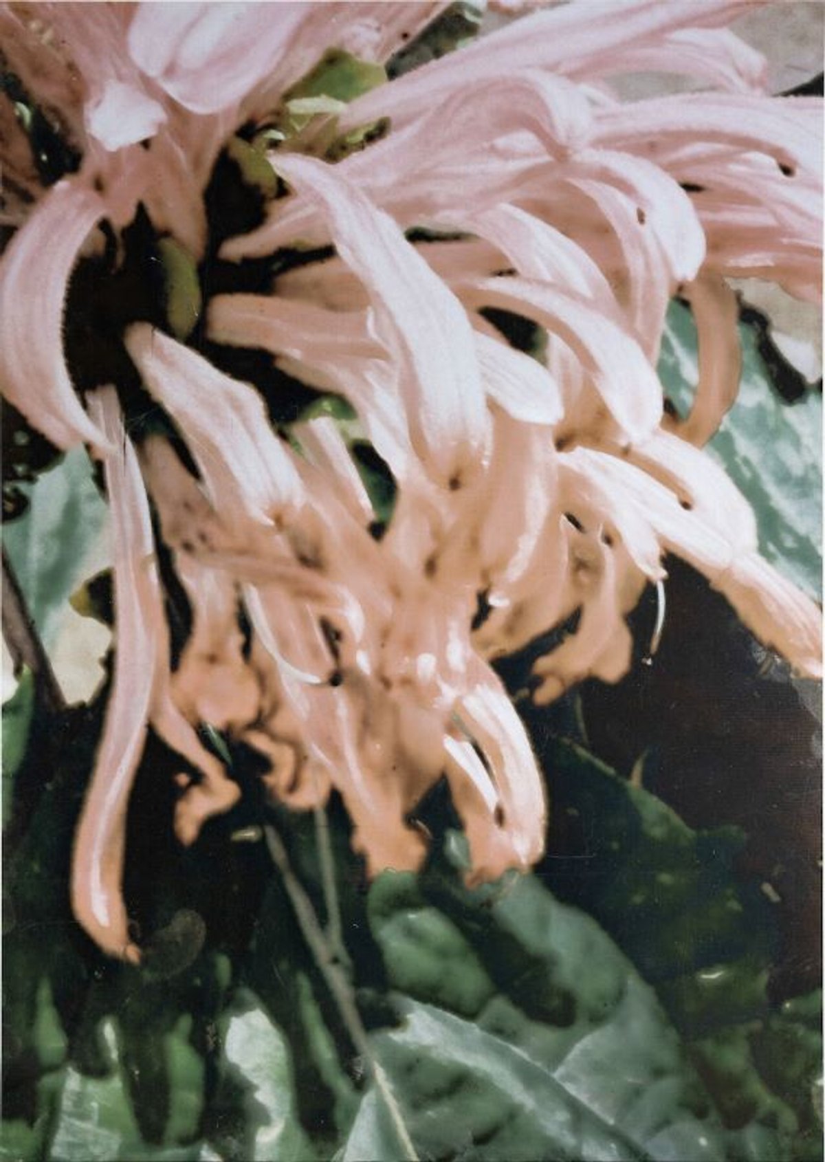 Ilanit Illouz, Dalia (Carmin), 2024, technique mixte, 30 x 20 cm. Galerie Anne-Laure Buffard