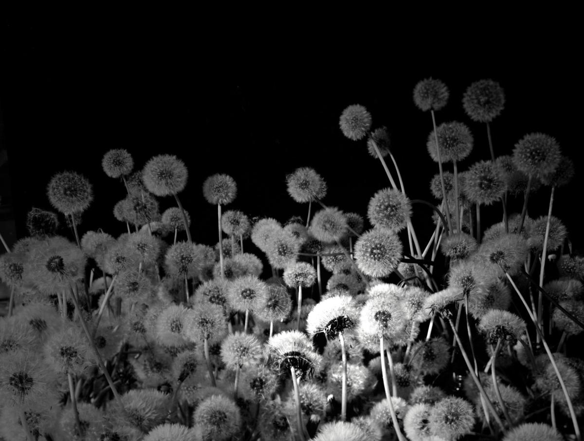 Hicham Berrada, Natural Process Activation #3 Bloom, 2012, vidéo noir et blanc, sonore, production Le Fresnoy – studio national des arts contemporains, Tourcoing. © Cnap