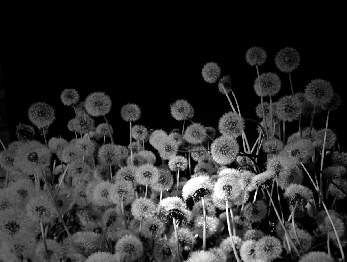 Hicham Berrada, Natural Process Activation #3 Bloom, 2012, vidéo noir et blanc, sonore, production Le Fresnoy – studio national des arts contemporains, Tourcoing. © Cnap