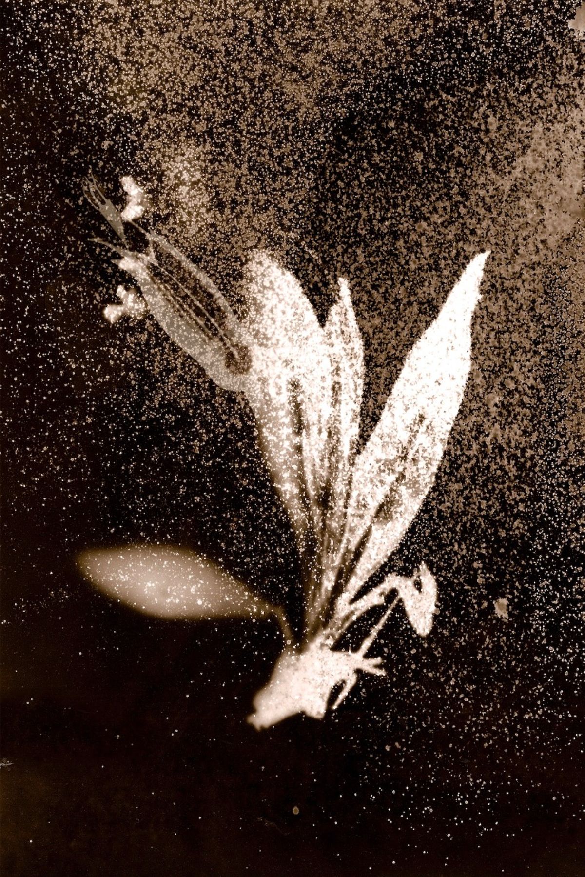 Anaïs Tondeur, Tchernobyl Herbarium, 2011. © Adagp, Paris 2023.