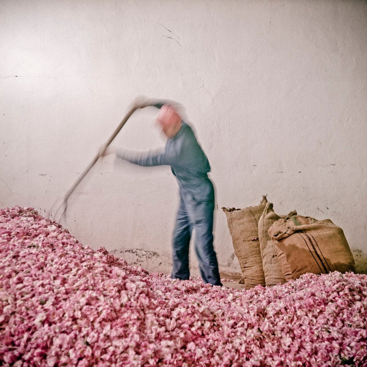 Denis Dailleux, Cueillette dans les hauteurs du Moyen Atlas, 2015. © Denis Dailleux