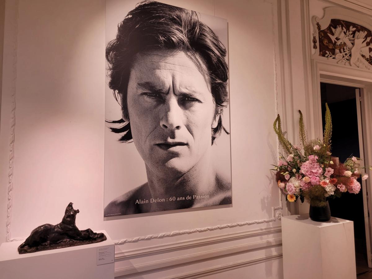 Exposition de la collection d'Alain Delon en 2023 chez Bonhams Cornette de Saint Cyr. Au centre, une photo de l'acteur par Jean-Pierre Bonnotte.
Photo A.C.