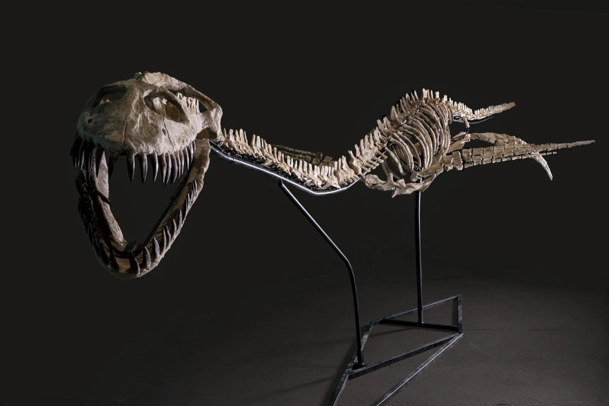 Nessie, squelette complet d’Elasmosaurus sp.Maastrichtien (entre -72 et -66 milions d'années), Beni Smir, Bassin de Khouribga, Maroc. Courtesy Rouillac