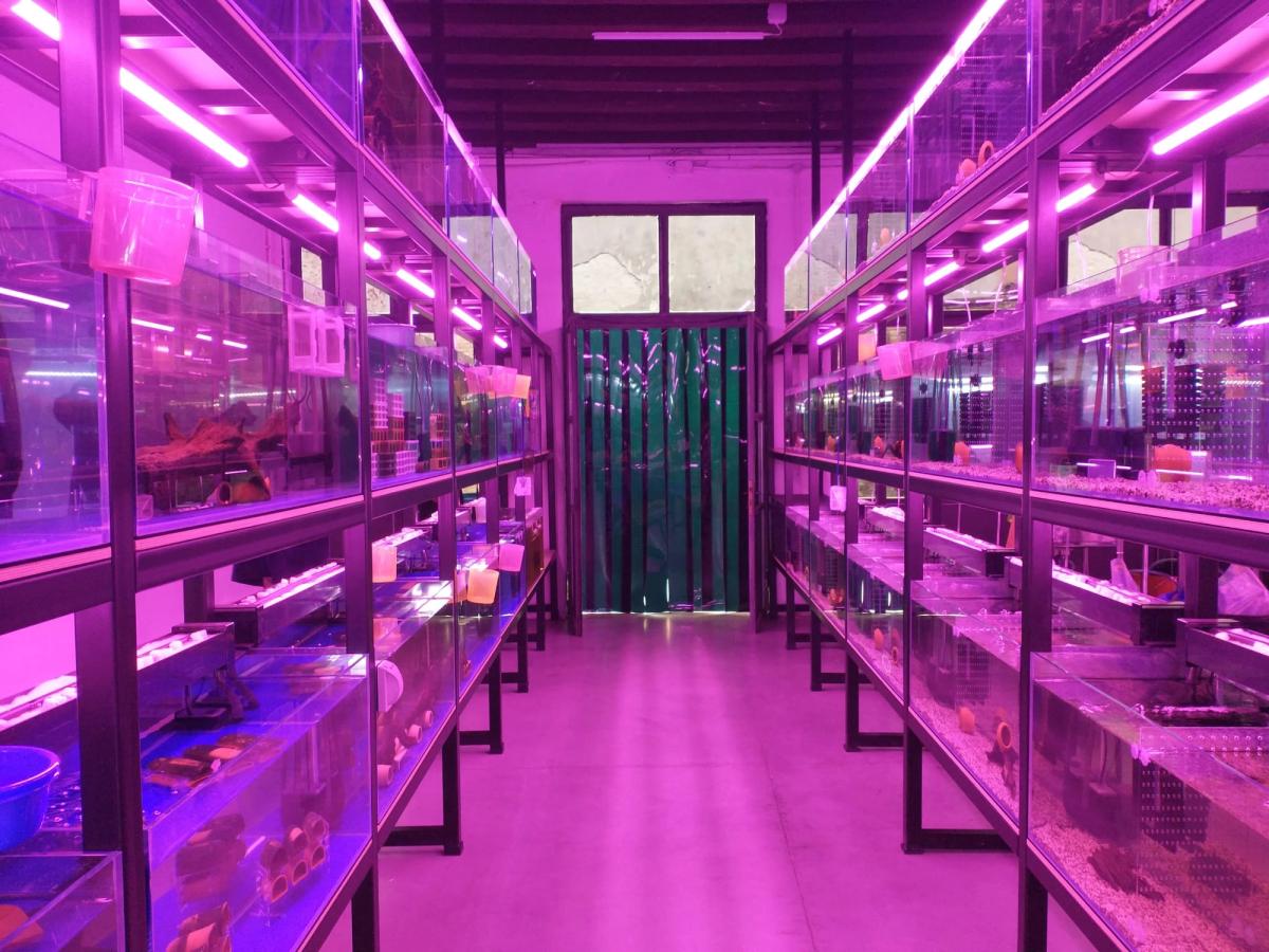 L'une des installations de Trevor Yeung présentées par le pavillon hong-kongais devant l'entrée de l'Arsenale. Photo D.R.