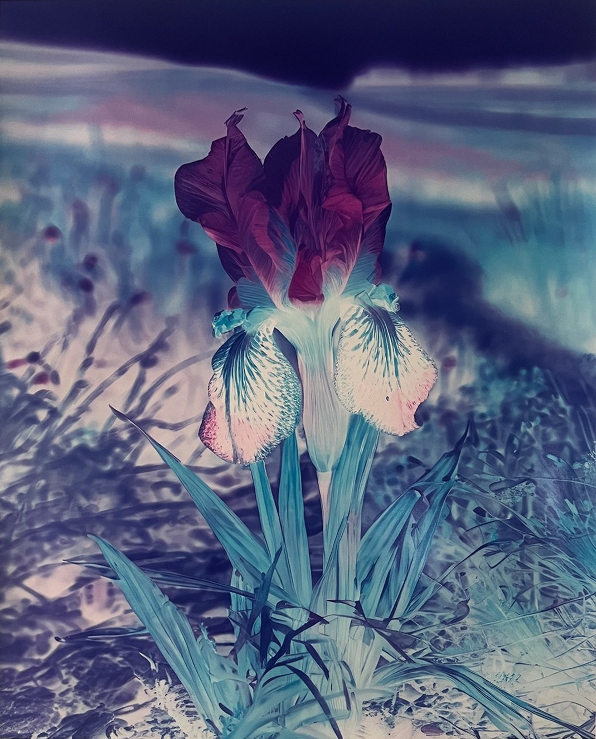 Lisa Oppenheim, Mlle Steichen (version XI), 2024, photographie.
© Courtesy de l’artiste, de la Tanya Bonakdar Gallery, New York, Los Angeles et de The Approach, Londres