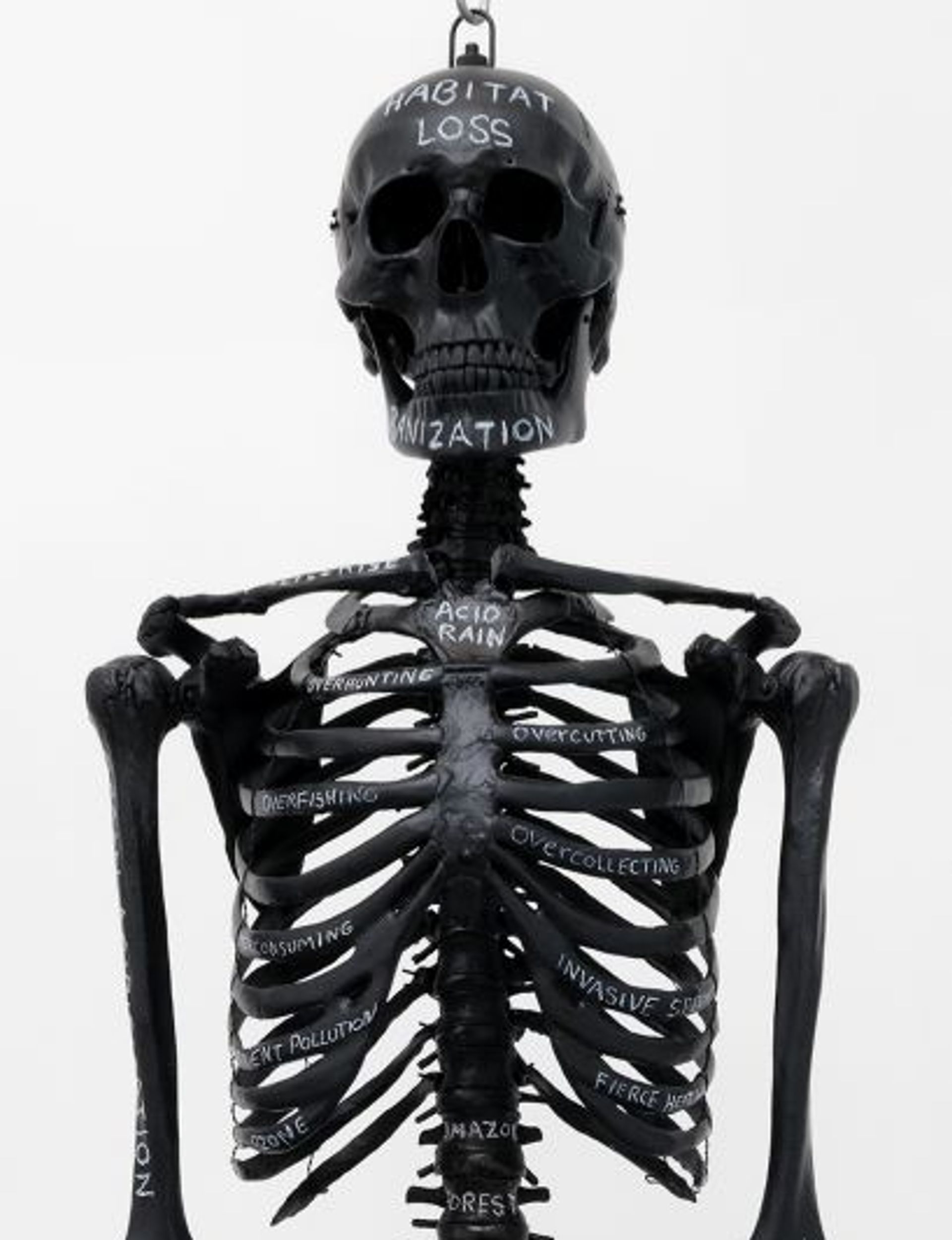 Mark Dion, Anatomy of extinction (détail), 2021, squelette en résine, peinture noire pour tableau et crayon blanc.

© Mark Dion. Courtesy de la galerie In Situ – fabienne leclerc, Grand Paris