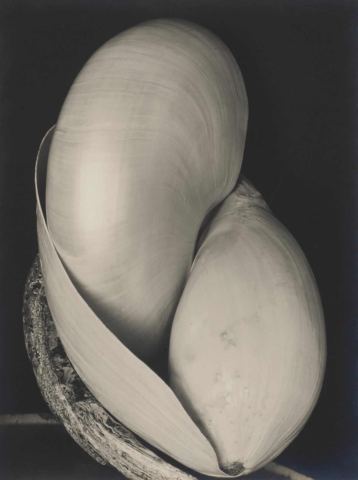 Edward Weston, Shell, 1927, tirage argentique. Courtesy du Center for Creative Photography, de l’Arizona Board of Regents/Edward Weston et de Gregg Wilson