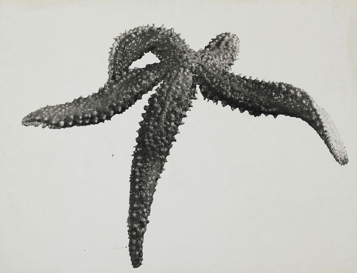 Jean Painlevé, Étoile de mer,  vers 1930, épreuve gélatino-argentique contrecollée sur carton, Centre Pompidou, Mnam/Cci, Paris. © Les Documents cinématographiques/ Archives Jean Painlevé