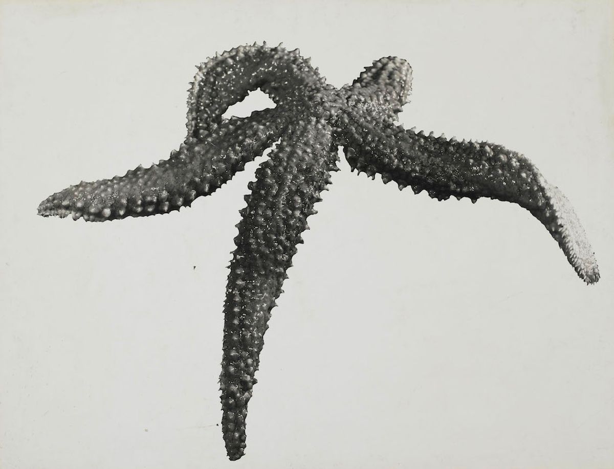 Jean Painlevé, Étoile de mer, vers 1930, épreuve gélatino-argentique contrecollée sur carton, Centre Pompidou, Mnam/Cci, Paris. © Les Documents cinématographiques/ Archives Jean Painlevé