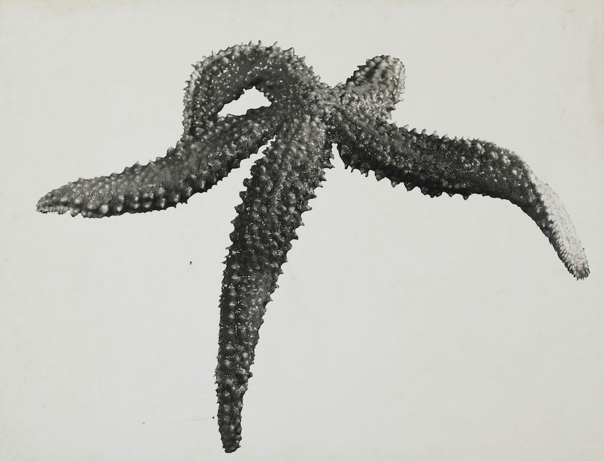 Jean Painlevé, Étoile de mer, vers 1930, épreuve gélatino-argentique contrecollée sur carton, Centre Pompidou, Mnam/Cci, Paris. © Les Documents cinématographiques/ Archives Jean Painlevé