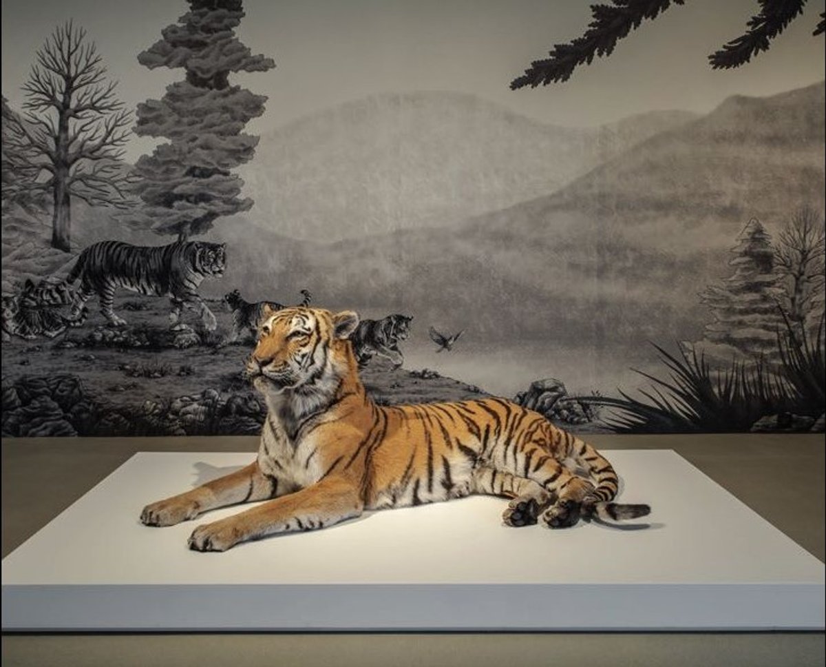 Cliff (Panthera tigris altaica), tigre de Sibérie naturalisé, jardin zoologique de la citadelle de Besançon. Photo M. Bertola/Musées de Strasbourg