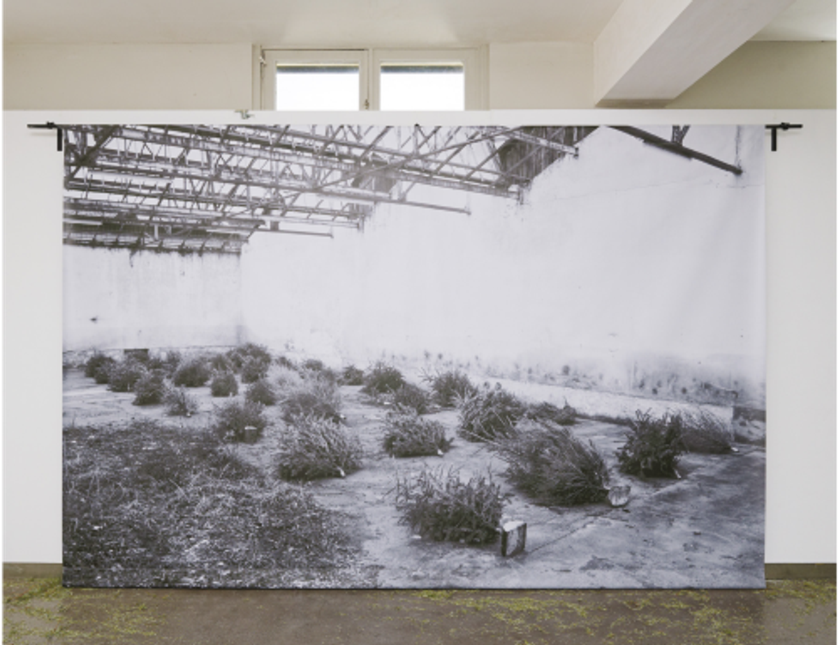 Lucie Douriaud, Abies Nordmanniana : Cimetière, 2014, impression numérique. © Lucie Douriaud. Photo Aurélien Mole