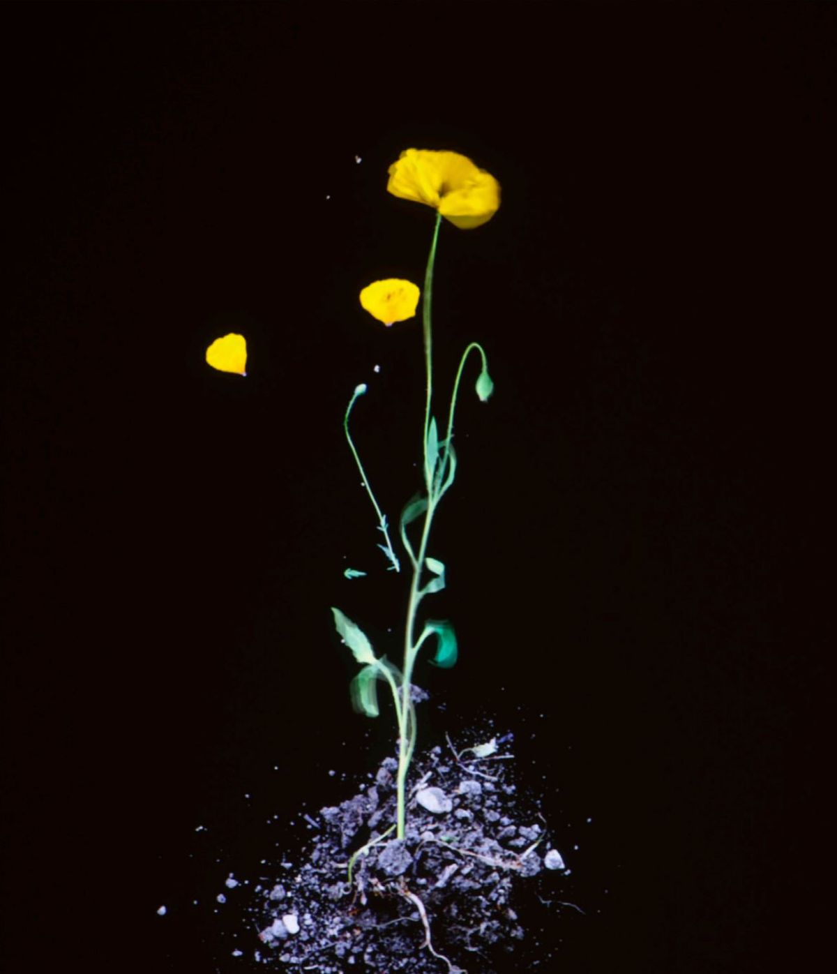 James Coleman, Still Life, 2013-2016, projection vidéo couleur. © D.R.