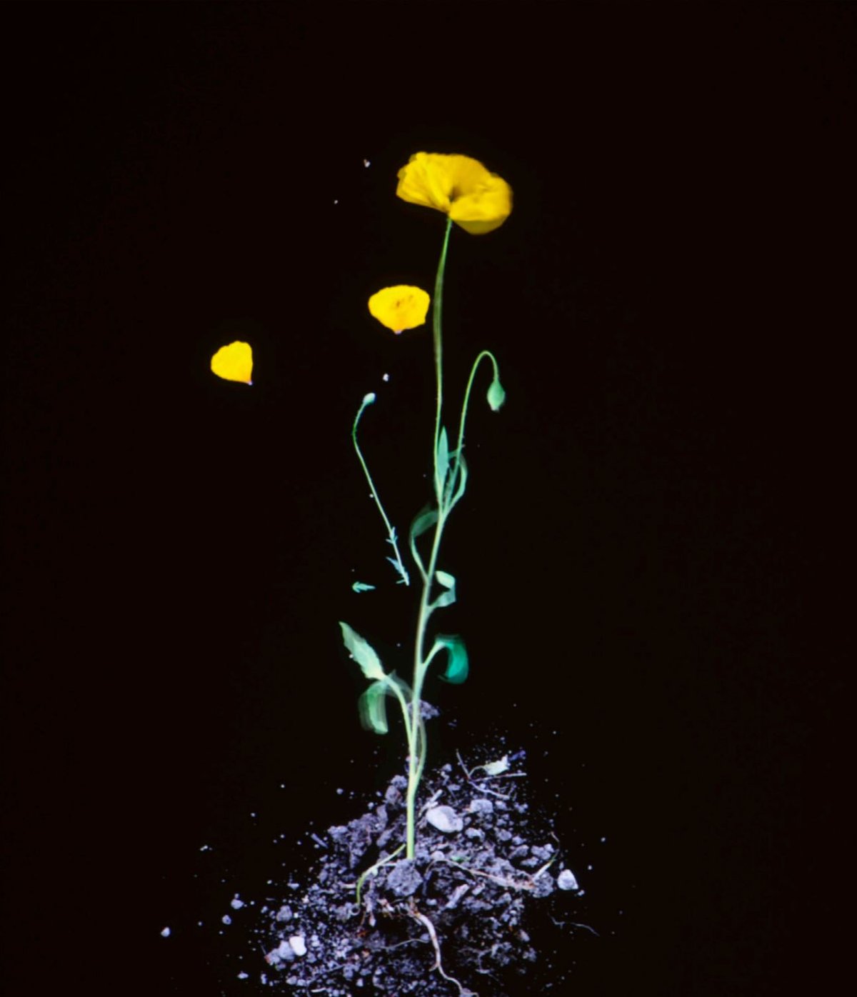 James Coleman, Still Life, 2013-2016, projection vidéo couleur. © D.R.