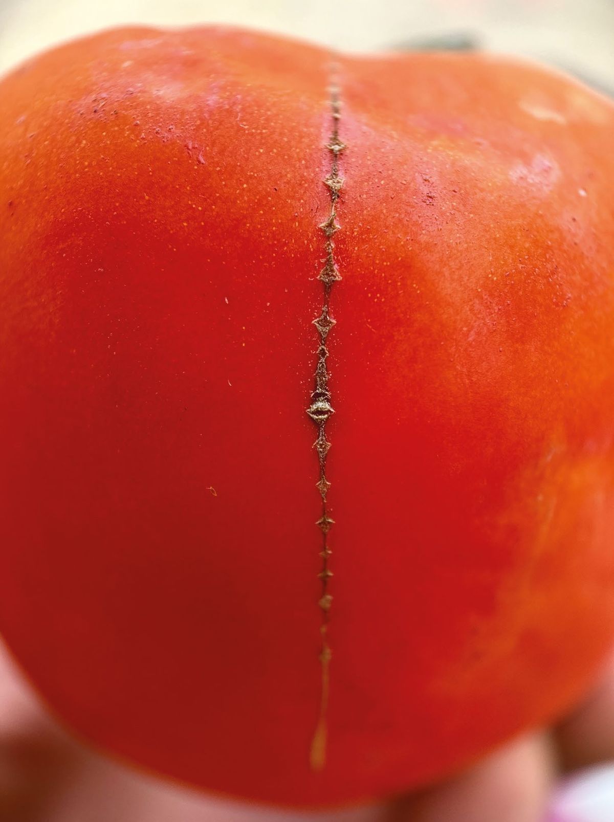 Mohammad Alfaraj, Tomatoes stitch their own wounds, 2025. Courtesy de l’artiste, d’ATHR Gallery et de Mennour.