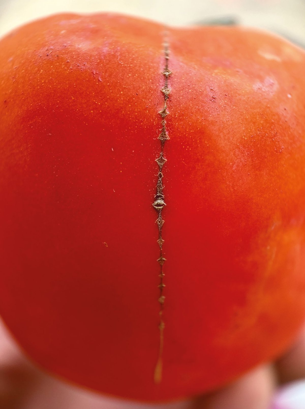 Mohammad Alfaraj, Tomatoes stitch their own wounds, 2025. Courtesy de l’artiste, d’ATHR Gallery et de Mennour.