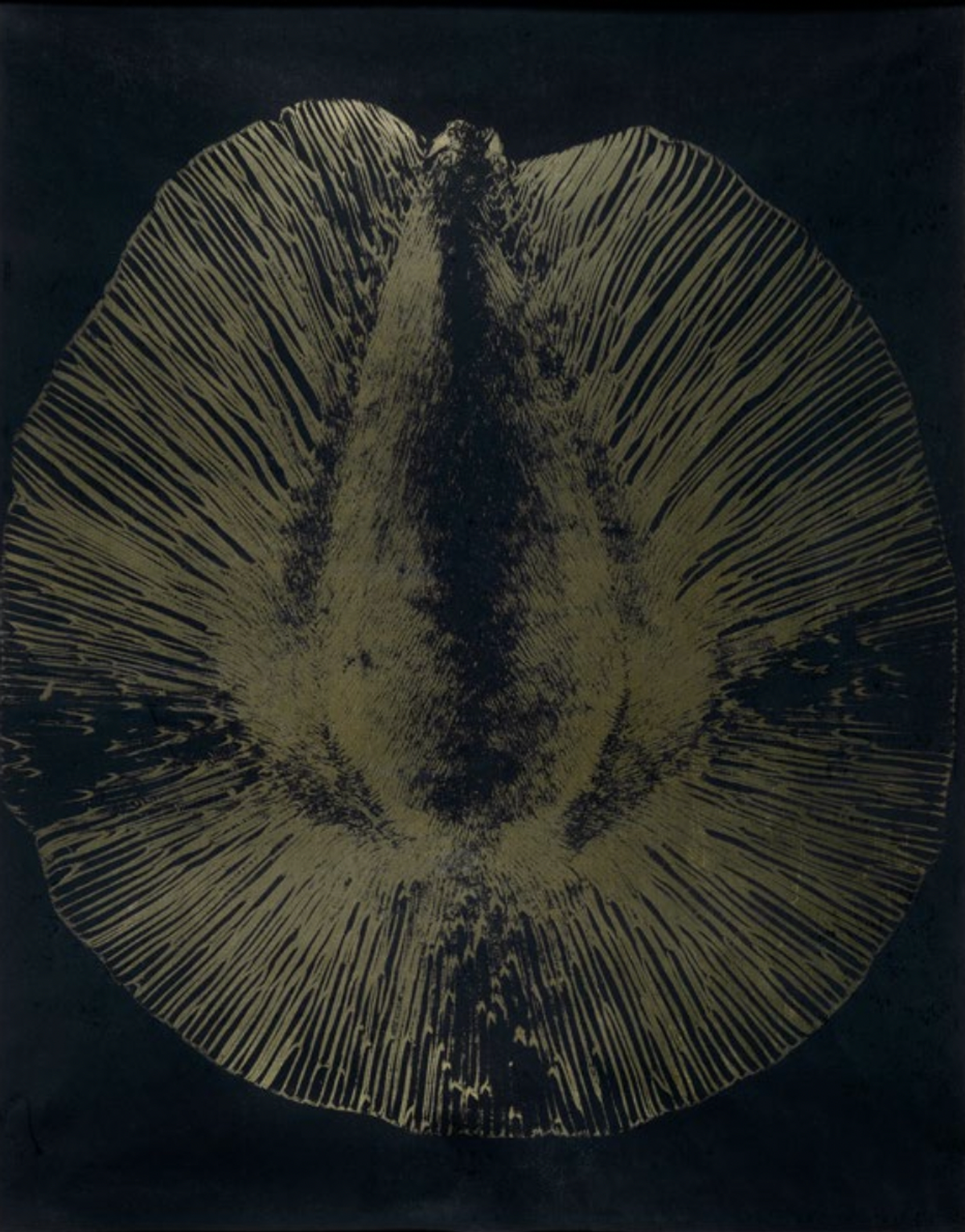 Laure Albin Guillot, Graine, variante de la planche X de l’album Micrographie décorative, vers 1931, impression directe au carbone (procédé Fresson), collection privée, Paris. 

© Laure Albin-Guillot/Roger-Viollet