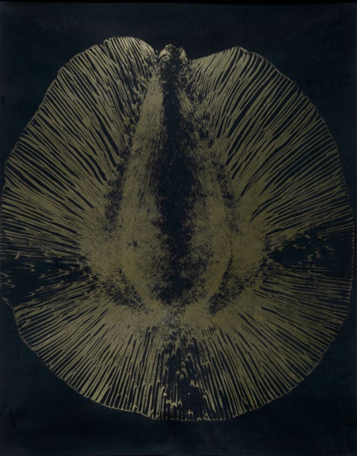 Laure Albin Guillot, Graine, variante de la planche X de l’album Micrographie décorative, vers 1931, impression directe au carbone (procédé Fresson), collection privée, Paris.
© Laure Albin-Guillot/Roger-Viollet