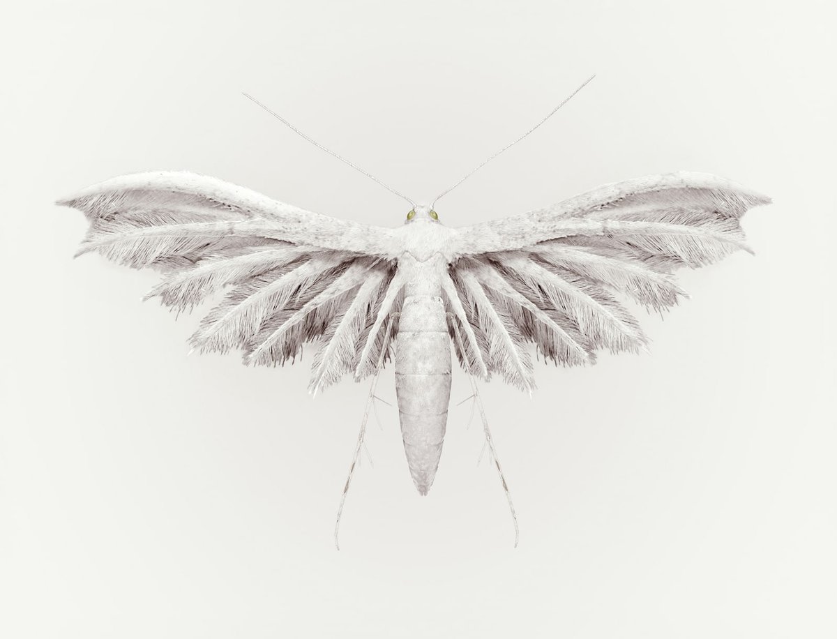 Vincent Fournier, Rain Bird. © Vincent Fournier