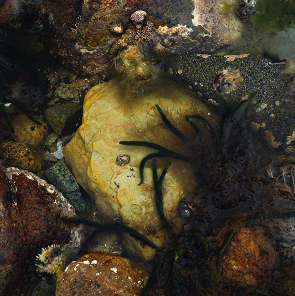 Cloé Harent, Bruit rose, Planches Contact 2024.
© Cloé Harent