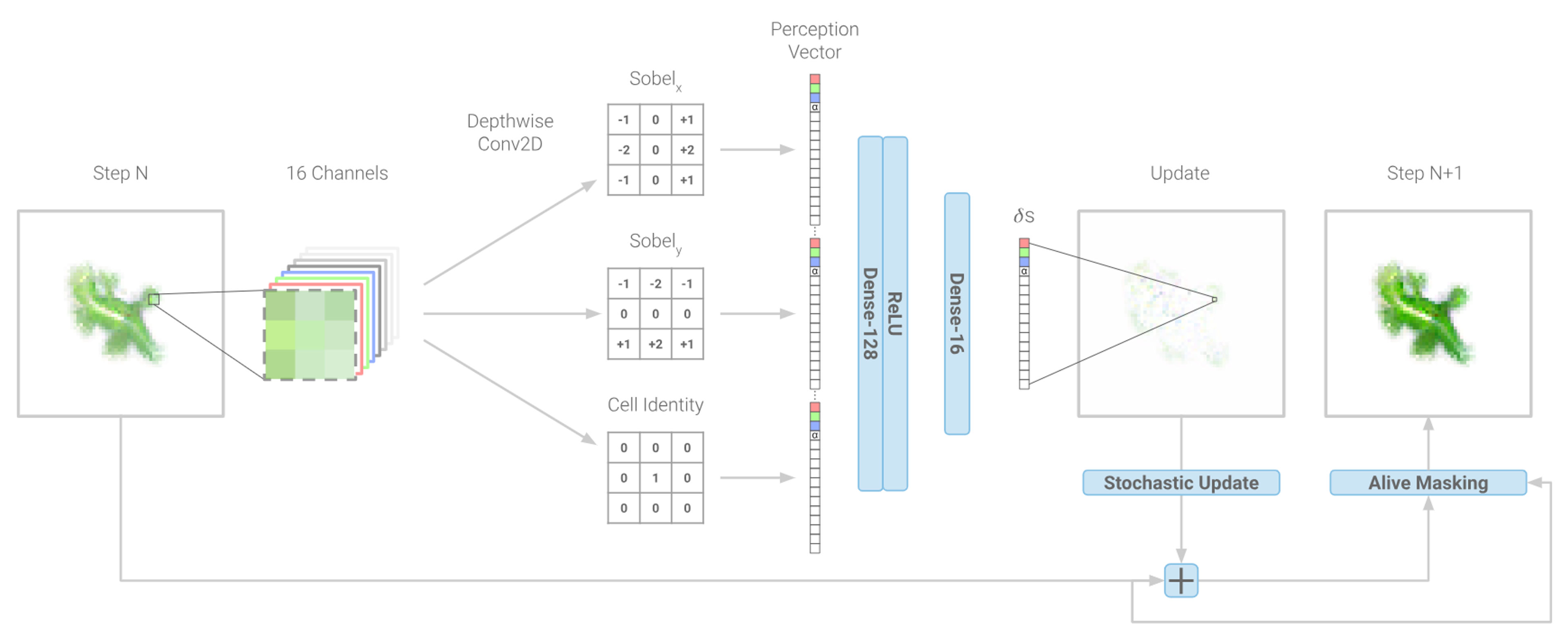 The Growing Cellular Automata Architecture.