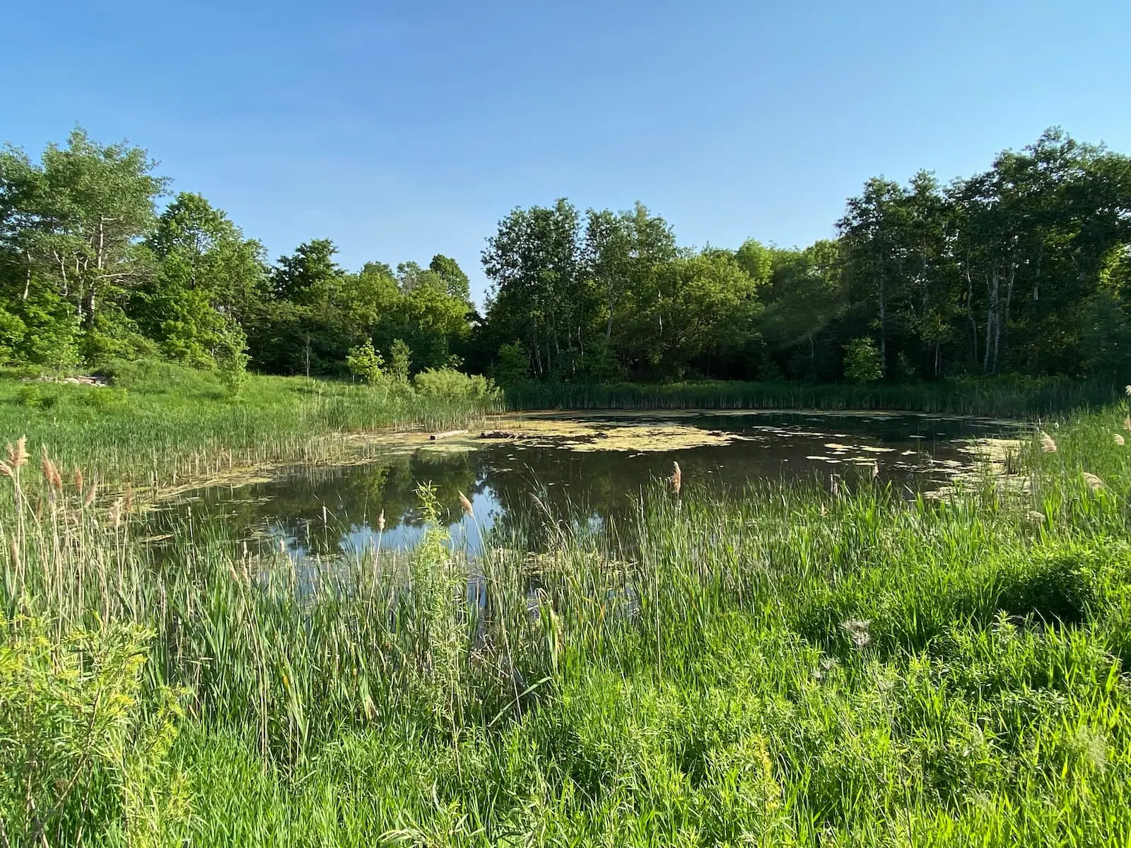 Addison Hall Wetland Design and Monitoring