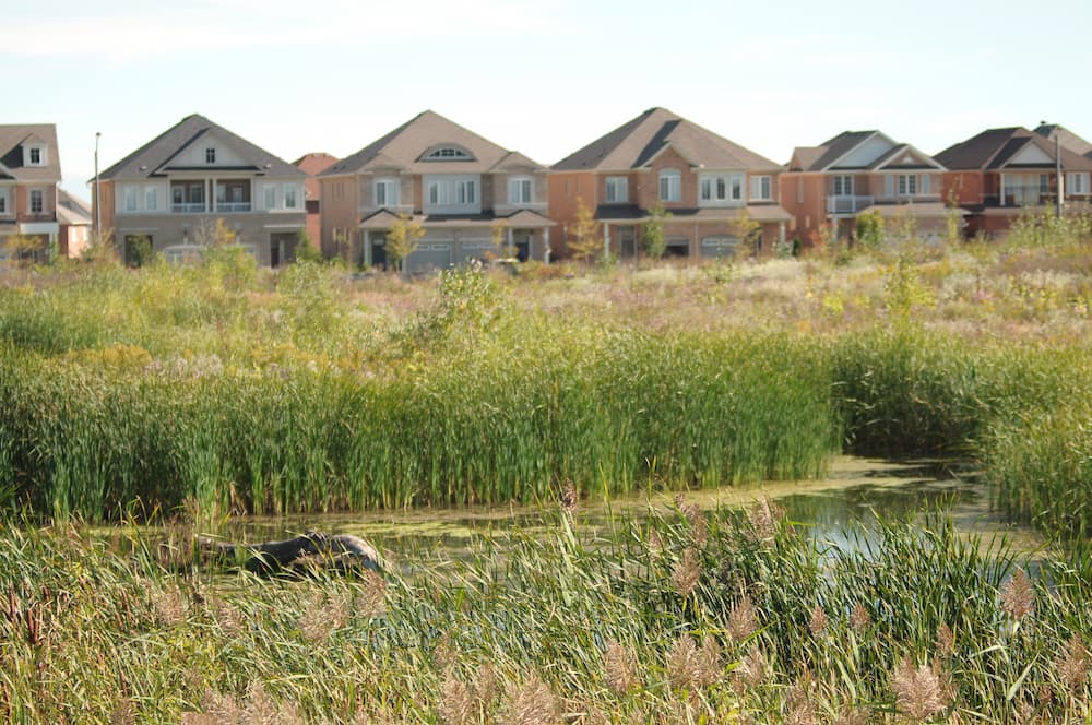 A view of the houses neighbouring O’Connor Park Wetland.