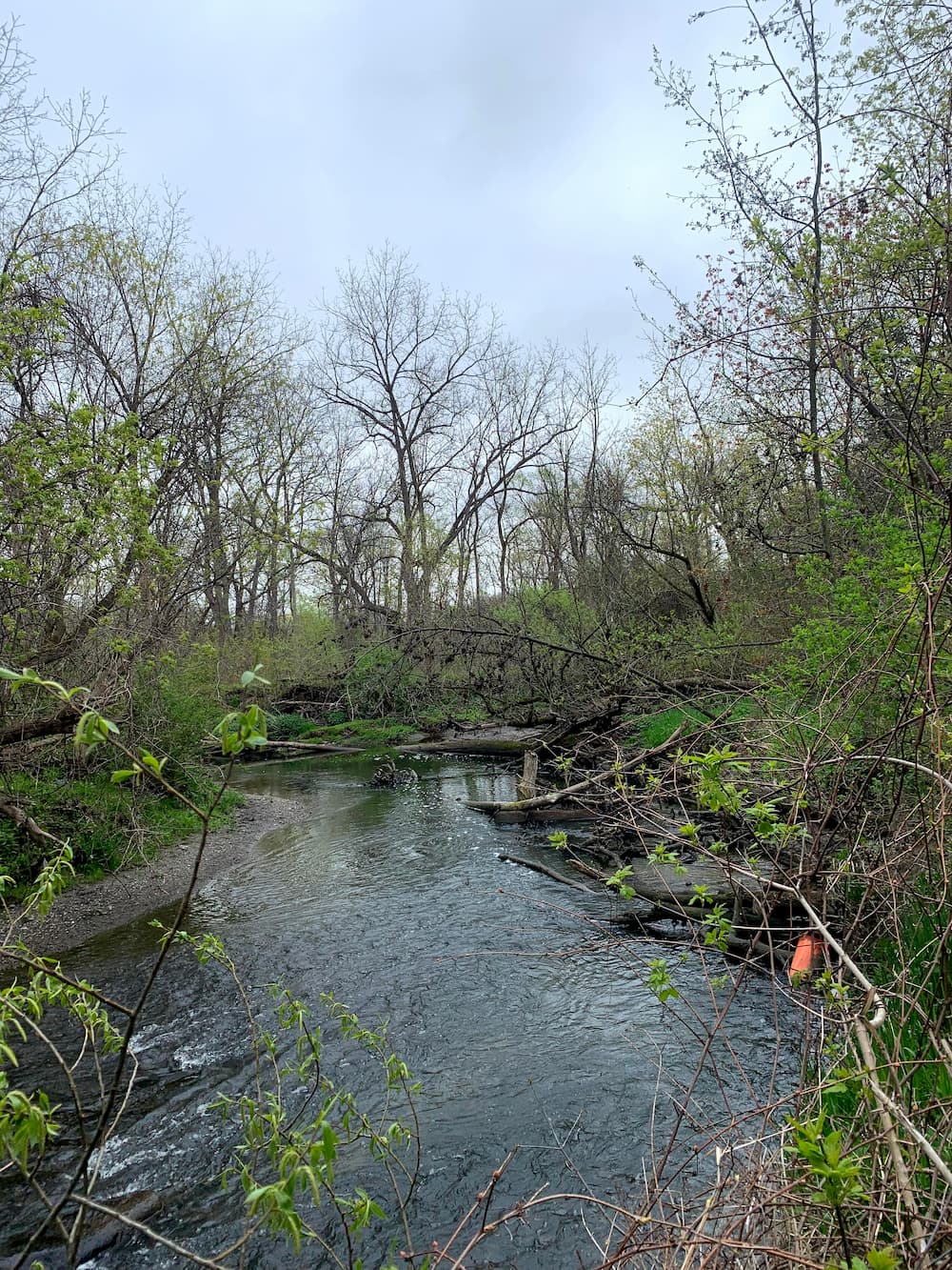 A forested creek.