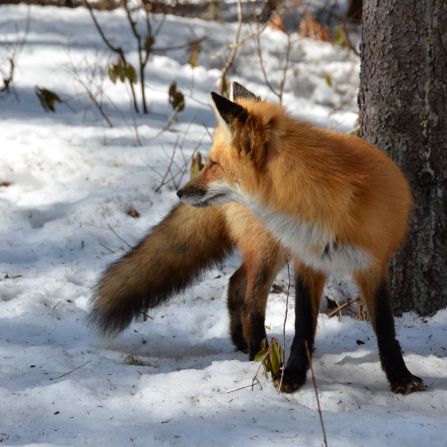 A fox in a forest during winter.