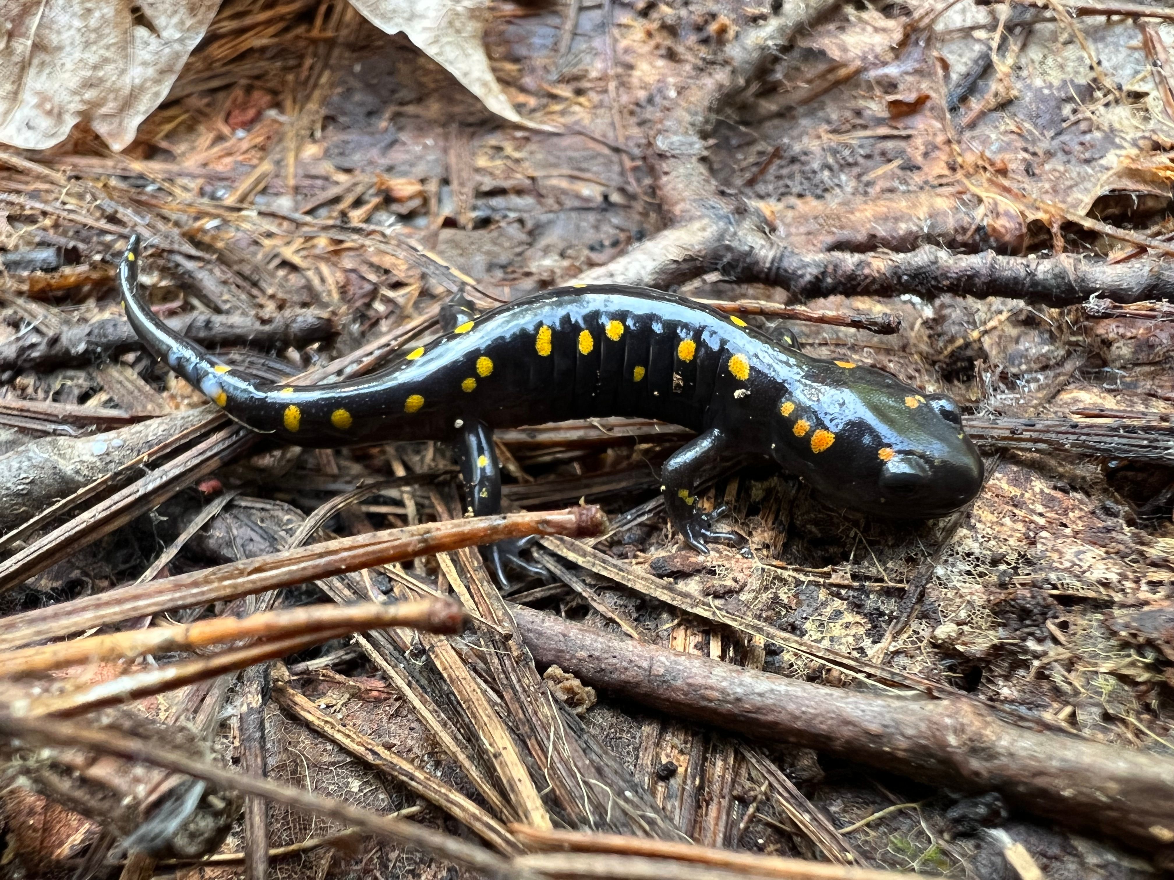 A spotted salamander.