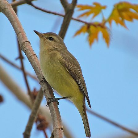 A bird in a Maple tree.