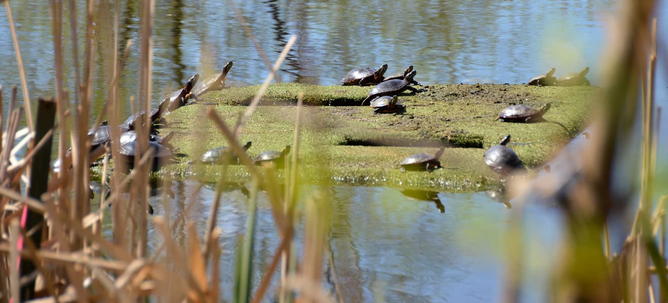 Turtles bathing in the sun on a pond island.