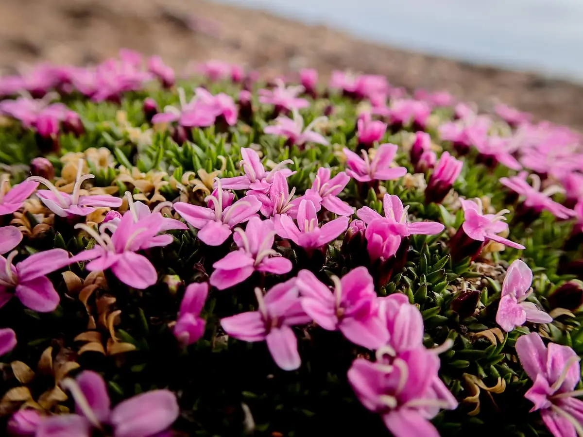 Bed of pink flowers
