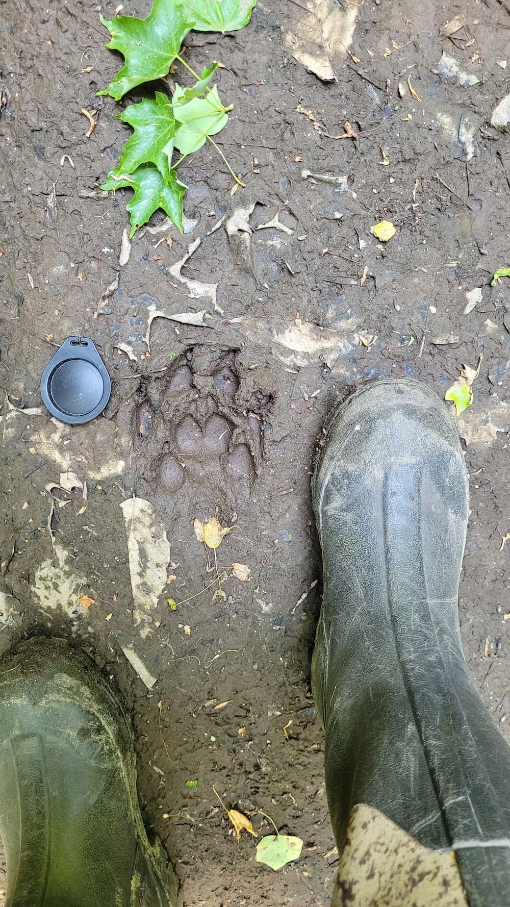 An animal foot print
