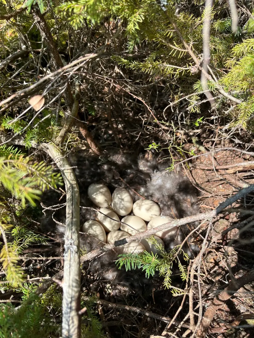 A nest of bird eggs.